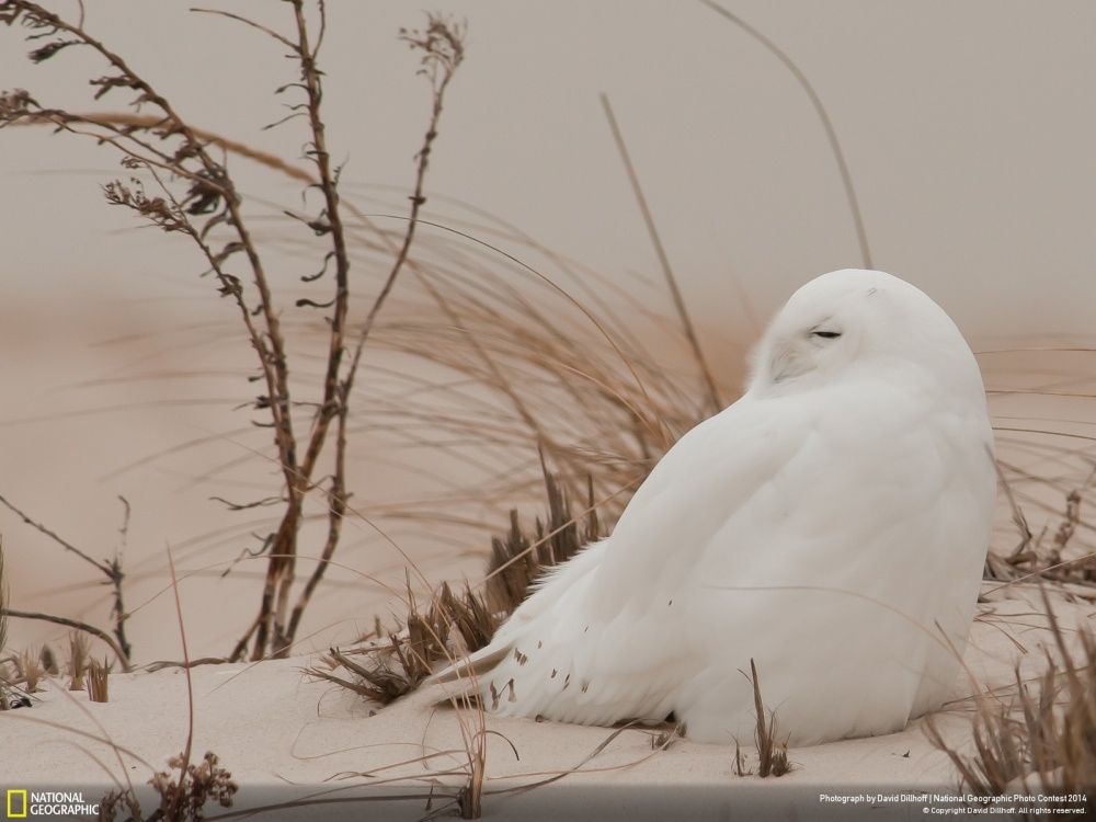 Лучшие фотографии National Geographic 2014