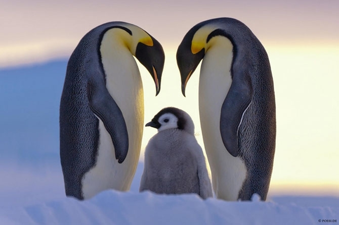 Пингвины — это ласточки, которые ели после шести