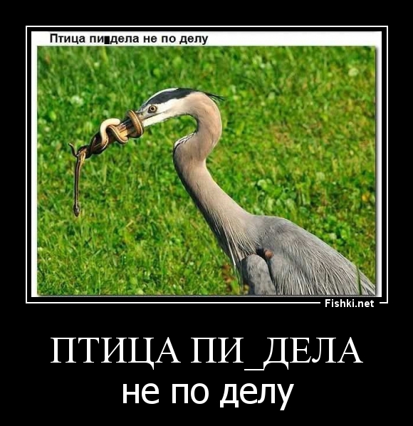 ПТИЦА ПИ_ДЕЛА