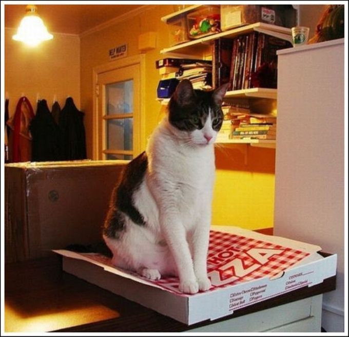 За что коты любят пиццу  