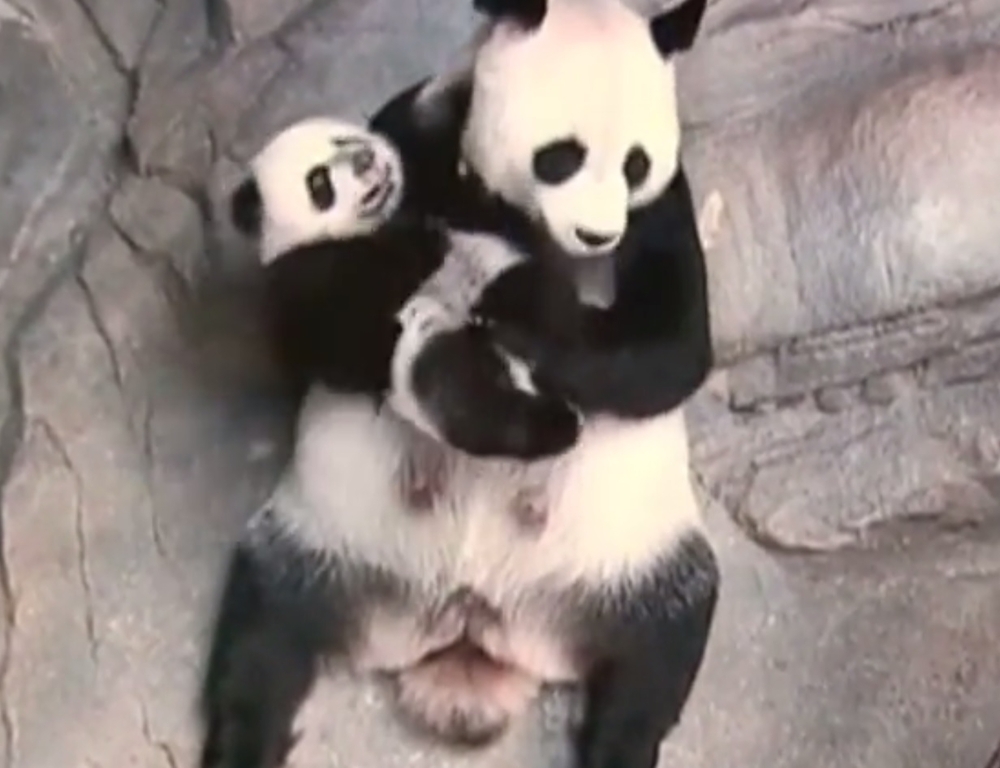 Мама-панда, обнимающая своих детёнышей, стала новой звездой интернета