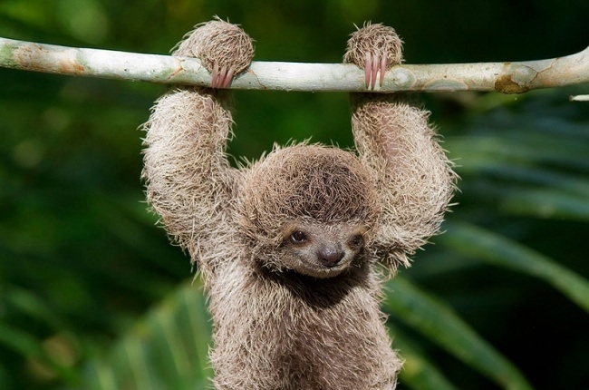 18 фотографий, которые доказывают, что ленивцы – милашки