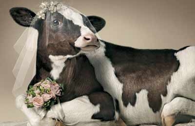 Браки с животными