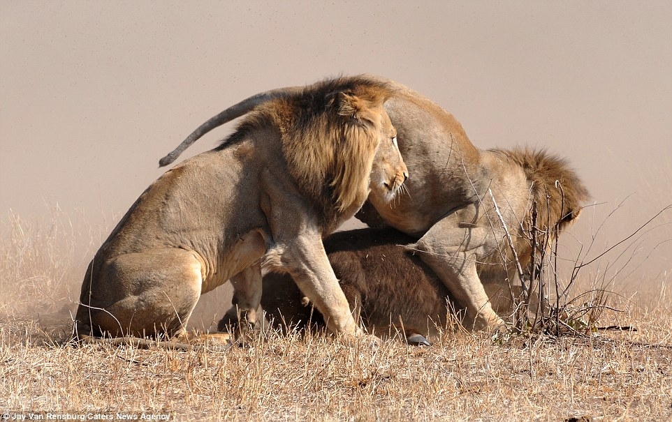 Отважная мать вырвала своего теленка из цепких лап льва
