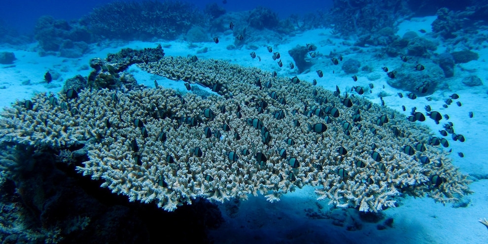 Подводный мир Австралии