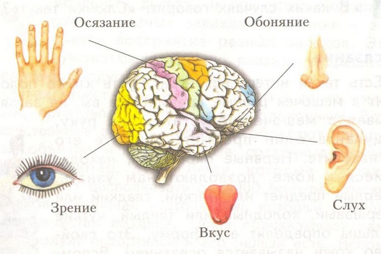 У человека всего пять чувств