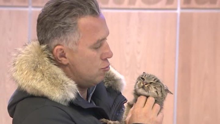 История гурмана из Владивостока: рыжий кот оказался серой кошкой