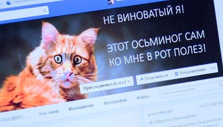 История гурмана из Владивостока: рыжий кот оказался серой кошкой
