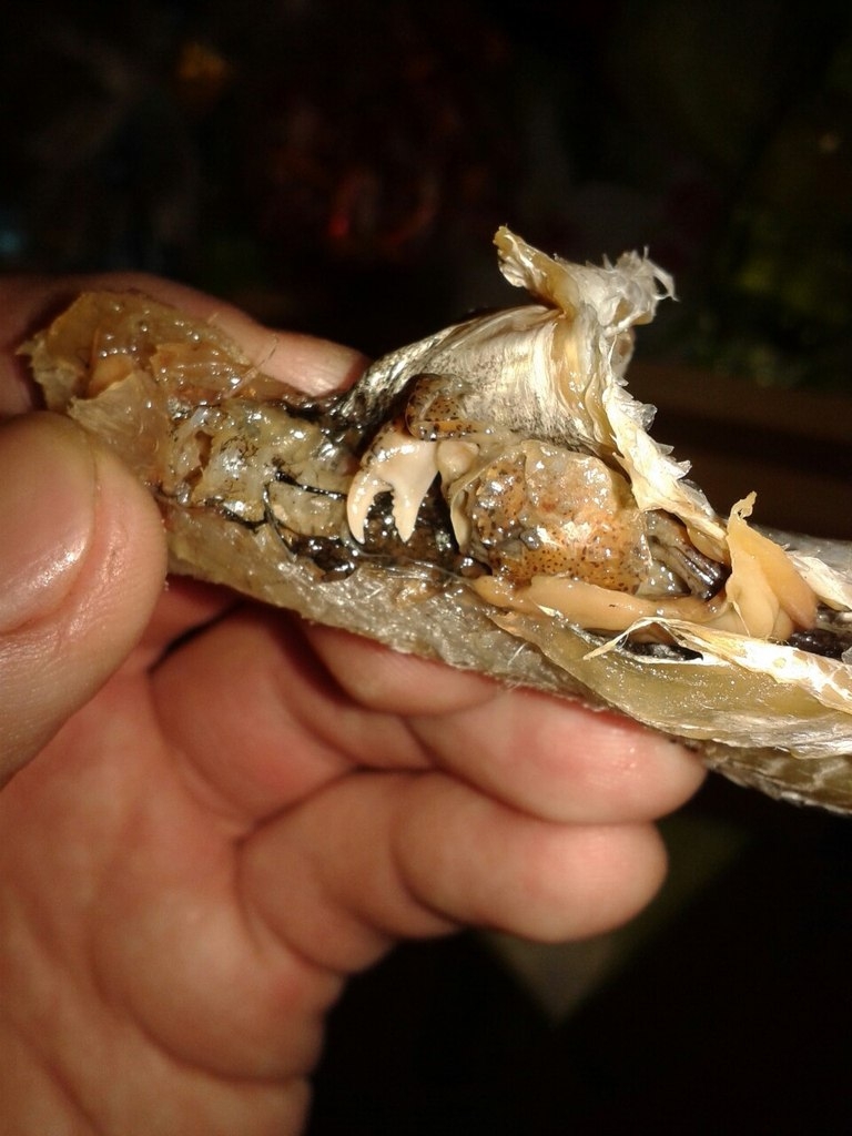 Сюрприз из черноморской рыбки бычок