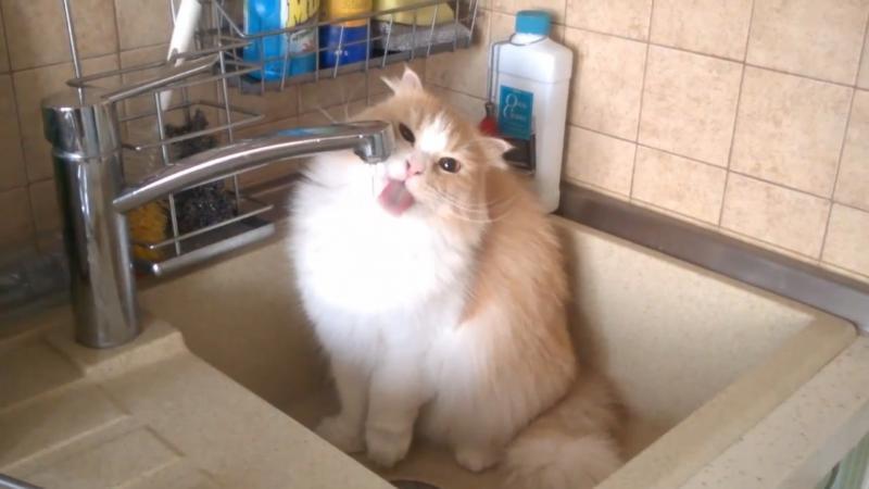 пьющий кот kitty cat 