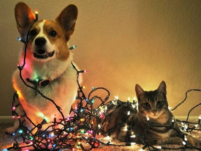 20 фото домашних животных, которые скрасят ожидание Нового года