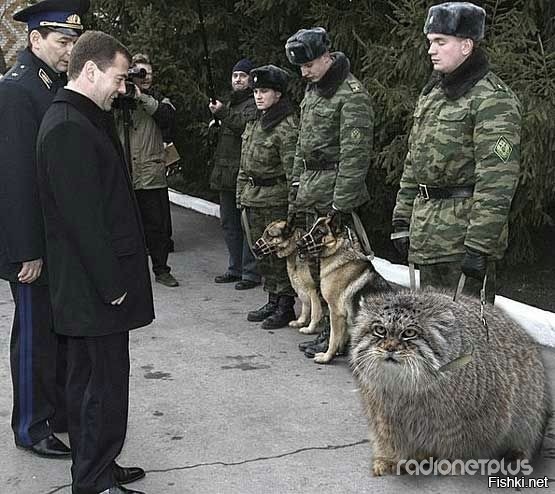 сумеречные коты существуют