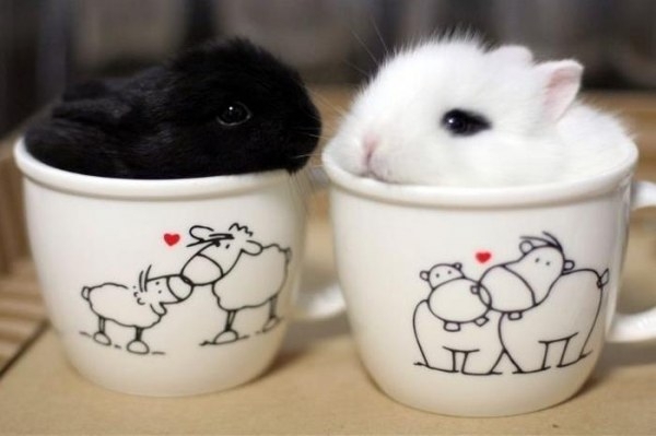 Две чашечки милоты, пожалуйста! 