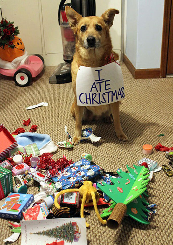 Животные против Рождества