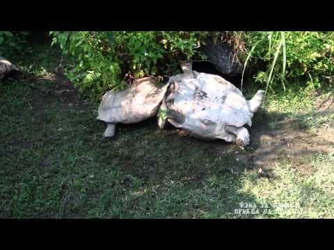 Большая черепаха помогает своему другу перевернуться 