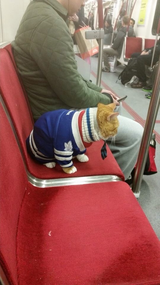 Модный кот в метро