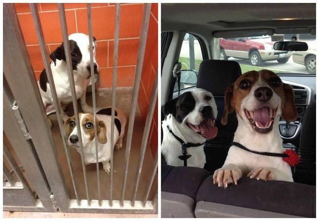 Счастливые морды спасенных из приюта собак 