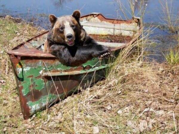 Забавные медведи