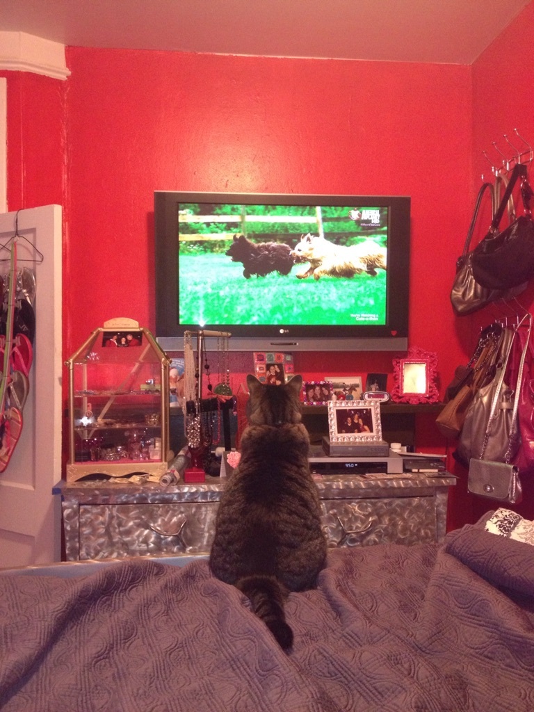 Кот любит канал про животных