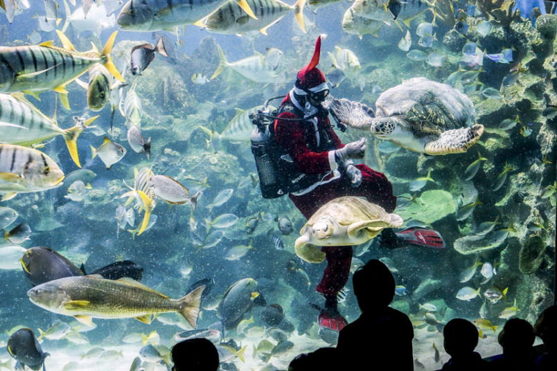 Аквалангист в костюме Санта-Клауса кормит черепах во время шоу в океанариуме «Aquaria KLCC» в Куала-Лумпуре, Малайзия.