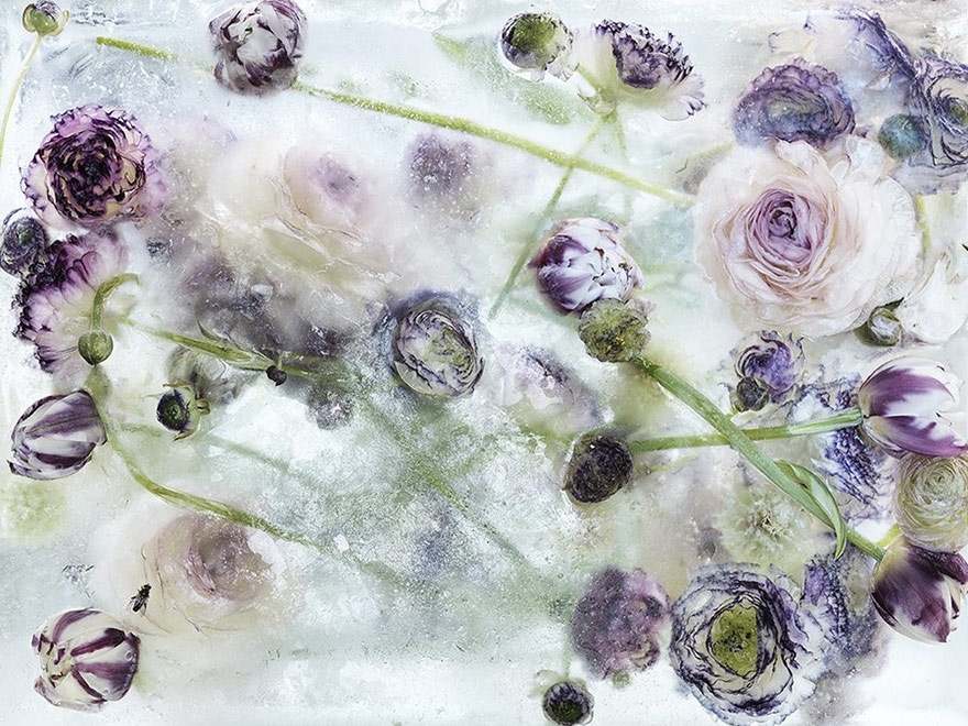 Цветы, замороженные во льду, похожи на акварельные картины