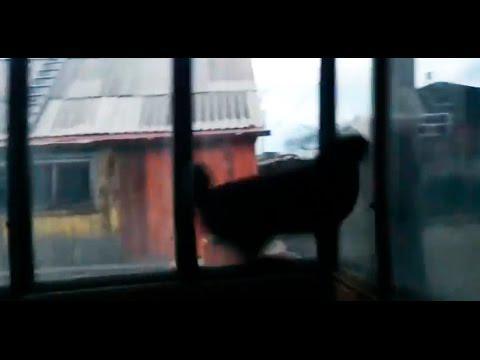 Кот Камикадзе Кamikaze cat epic Jump 