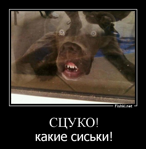 Сцуко!