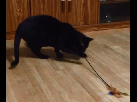 Кот играет сам с собой 