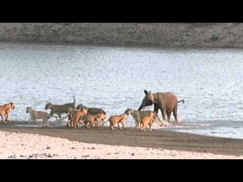 Young elephant survives attack by 14 Lions 