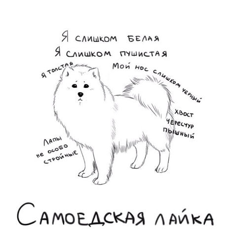 Немного о собаках