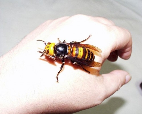 Гигантская оса А giant wasp 