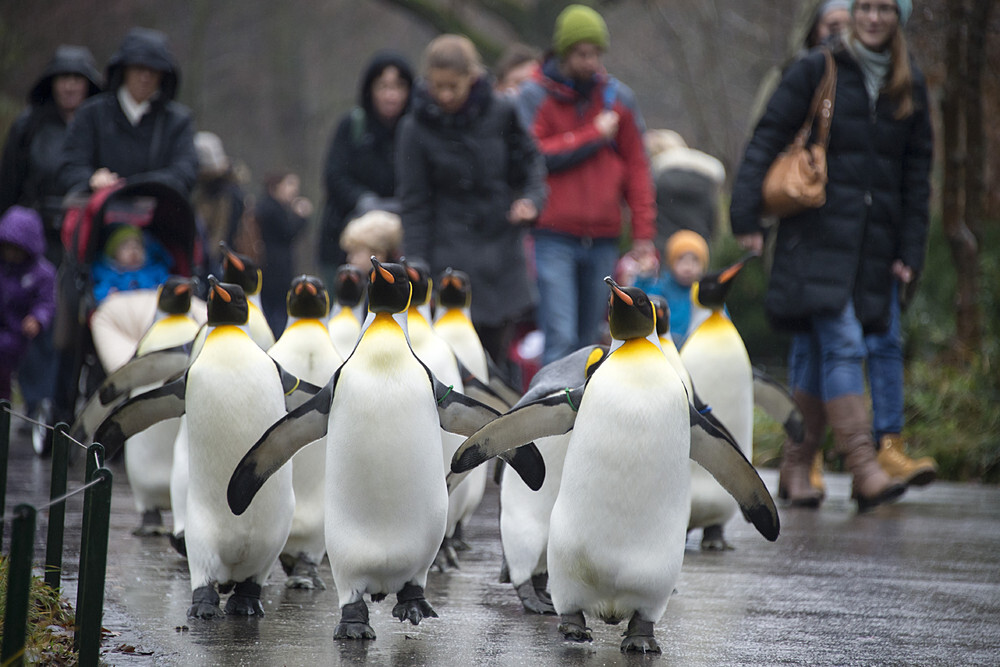 В зоопарке можно погулять с пингвинами