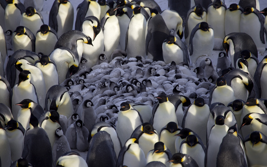 Пингвины согревают своих малышей