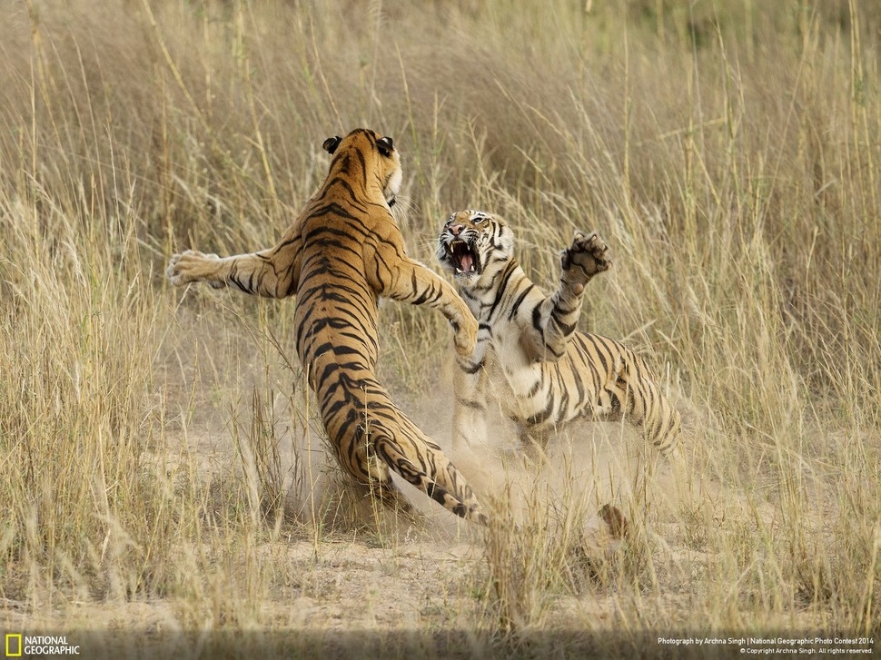 Победители фотоконкурса National Geographic 2014