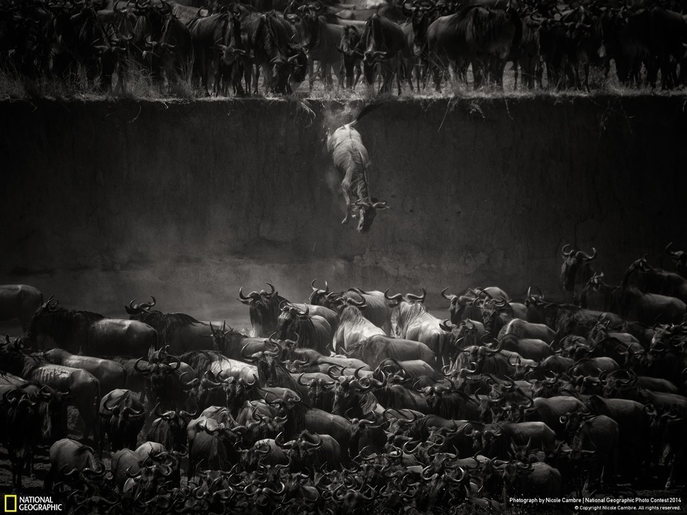 Победители фотоконкурса National Geographic 2014