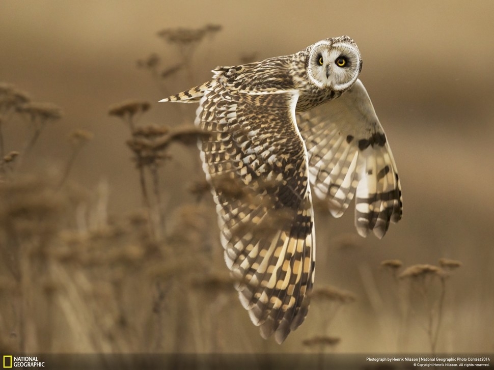 Победители фотоконкурса National Geographic 2014