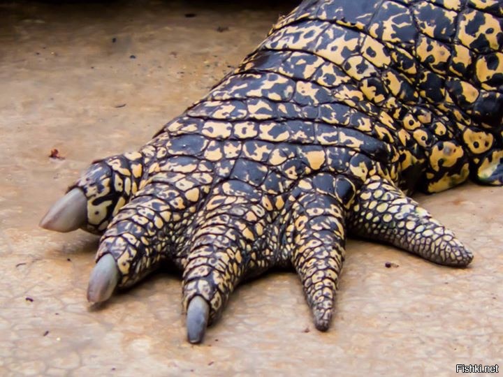 Крокодилья лапа, Малазия
