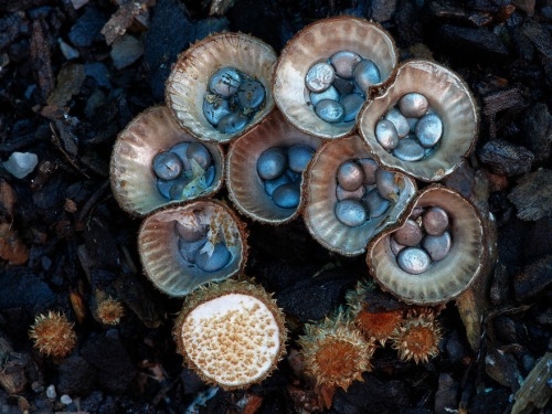Удивительные грибы