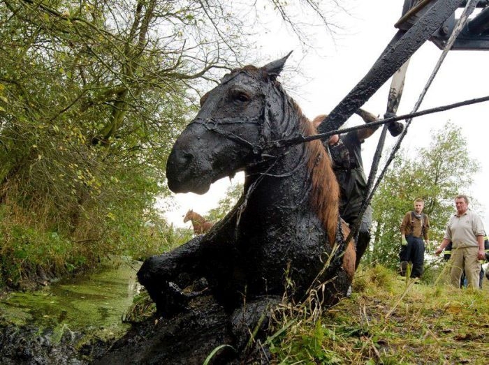 Спасение лошади из болота