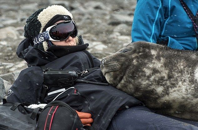 Детеныш тюленя вздремнул пару часиков, лежа на женщине