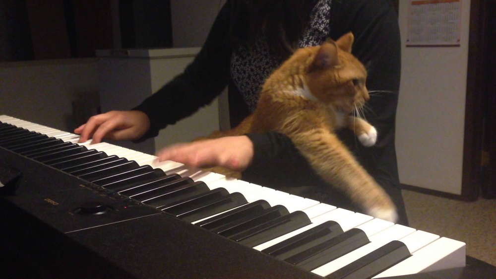 Кот и пианино 