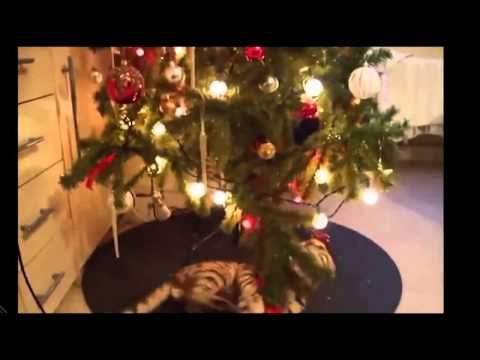 Кот валит елку в Новый Год!  