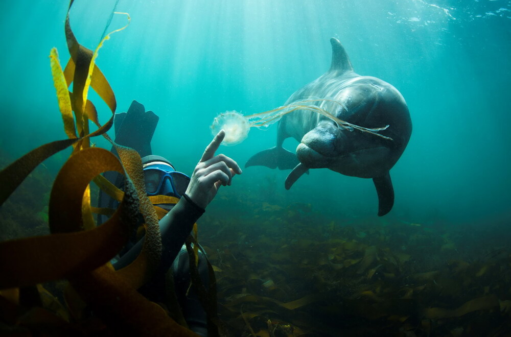 Встреча с дельфином