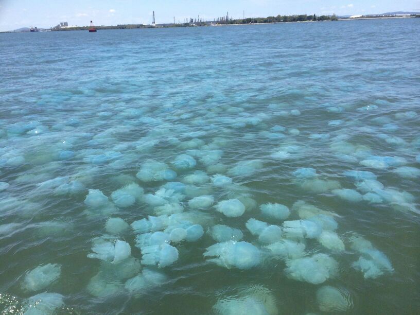 Огромное количество медуз