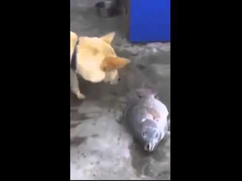 Собака хочет спасти рыб от смерти!  
