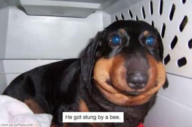Ужаленные собаки, которым не следовало связываться с пчёлами 