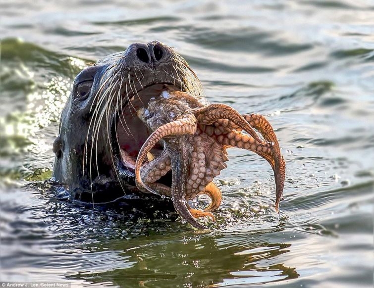 Тюлень против осьминога 
