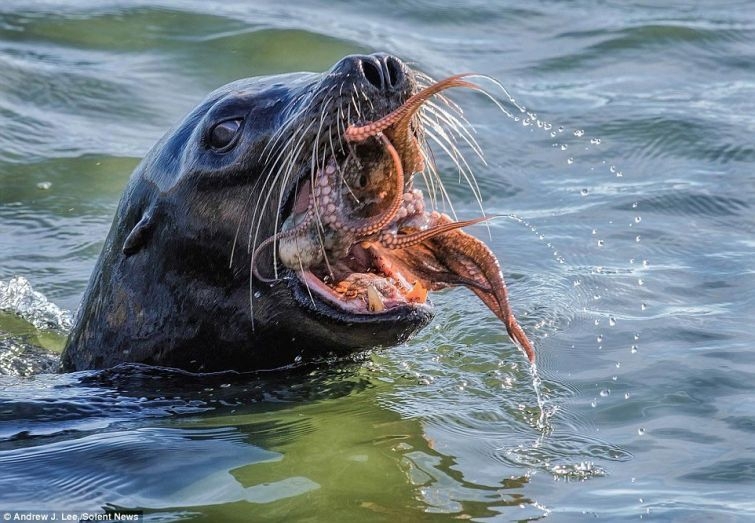 Тюлень против осьминога 