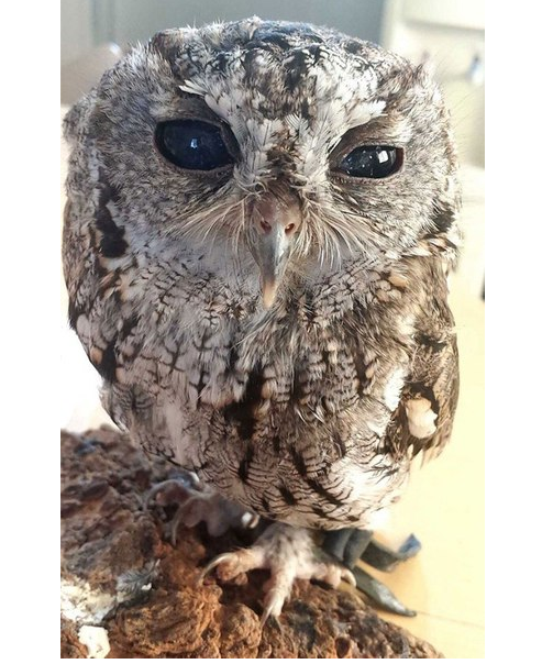 Слепая сова по имени Зевс с необычными глазами