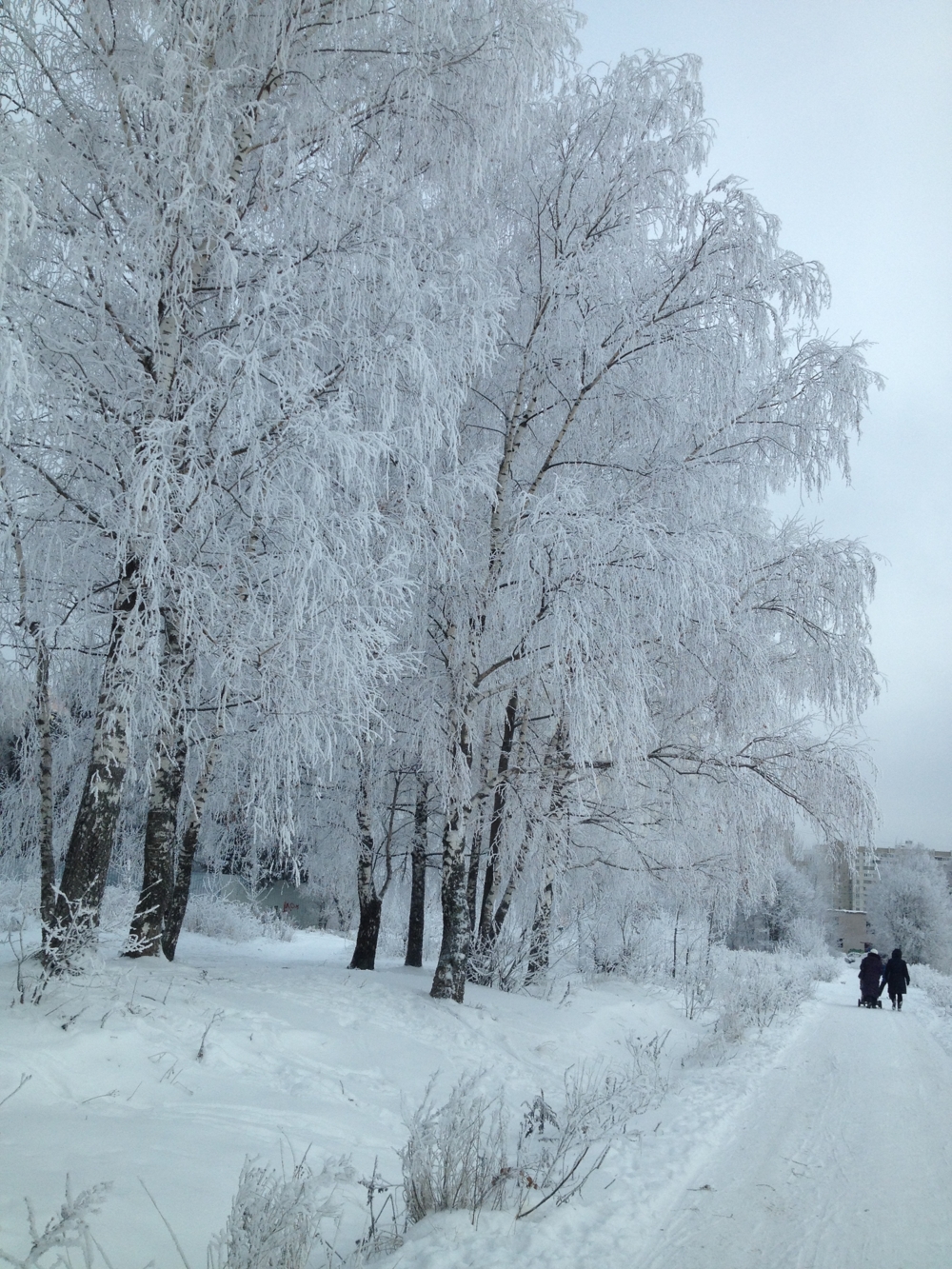 Подмосковный лес сегодня  